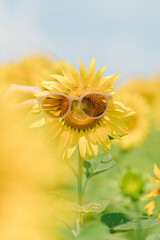 Sunflowers wearing sunglasses of Sunflower fields and blue sky background