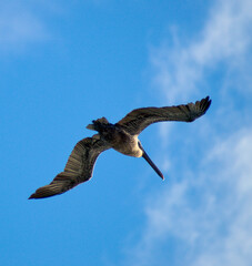 brown pelican open wings gliding over Punta Cana Caribbean sea