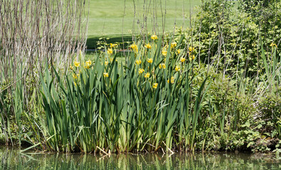 (Iris pseudacorus) Sumpf-Schwertlilien oder Gelbe Schwertlilien an einem Teich. Gelben Blüten an graugrünen, schwertförmigen, linealen Laubblätter