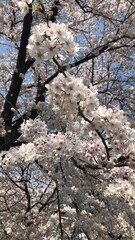 Obraz premium blooming tree