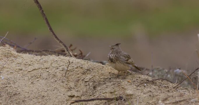 Song bird species - Corn Bunting (Miliaria calandra) in late Autumn.