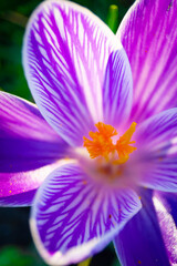 close up of purple crocus