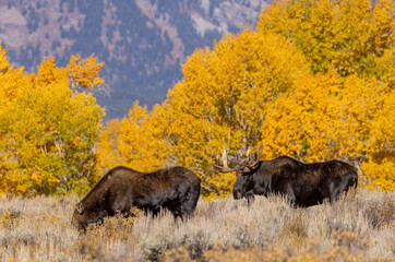 Bull And Cow Moose in the Rut in Wyoming in Autumn