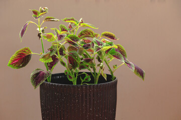 Coleus or Mayana (Coleus amboinicus) in a pot as herbal medicinal plant and a colorful houseplant...