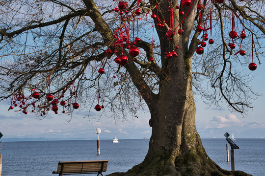 Rote Christabumkugeln in einem Baum am Bodenseeufer