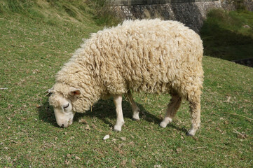 Sheep eating grass at Rokkosan Pasture, Kobe City, Hyogo Prefecture, Japan