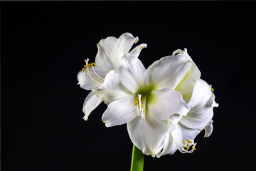 A white Amaryllis flower in full bloom on black background