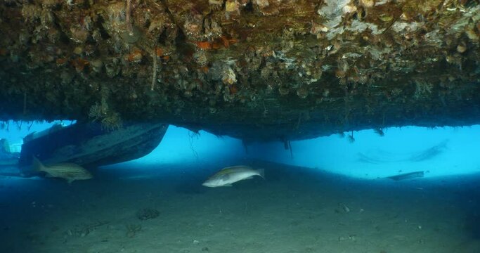 grouper fish under the wings of an airplane wreck underwater metal on the ocean floor