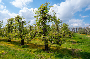 Spring white blossoms of pear trees on fruit orchards in Zeeland, Netherlands