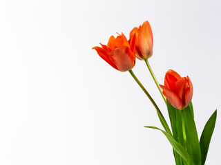 Close-up of red tulips in front of a white background
