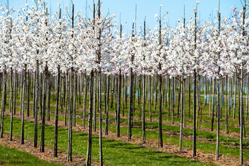 Young white magnolia trees in blossom growing on plantation on tree nursery farm in North Brabant,...
