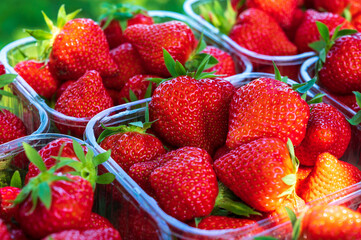 Plastic boxes with ripe red sweet strawberries ready to eat