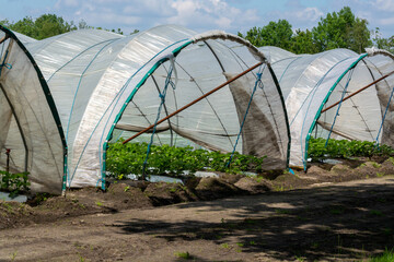 Plantations of blossoming strawberry plants growing in open greenhouse constructions covered with plastic film