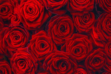 Beautiful background with red roses. Selective focus.