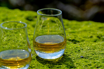 Tasting of single malt or blended Scotch whisky and seabed at low tide with green algae and stones...