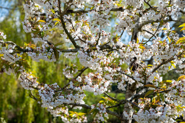Spring white blossoms of sweert cherry trees on fruit orchards in Zeeland, Netherlands