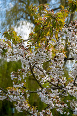Spring white blossoms of sweert cherry trees on fruit orchards in Zeeland, Netherlands