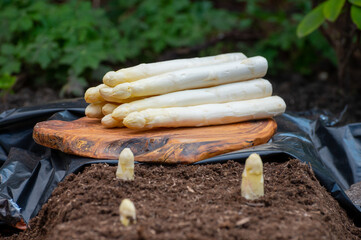 Harvesting on farm field of high quality Dutch white asparagus vegetables, growing asparagus, tasty...