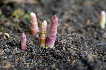 Asaparagus plants growing uncovered on farm field in spring