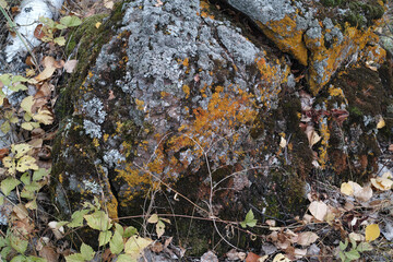 A large stone covered with moss and lichen in the autumn forest.