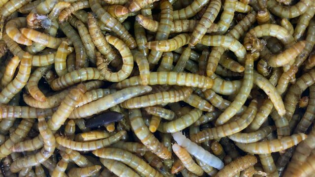 Top view fodder worms for exotic animals.Meal worms is the common name for the larvae of the beetle Tenebrio molitor