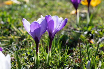 First spring flowers, blossom of purple crocusses