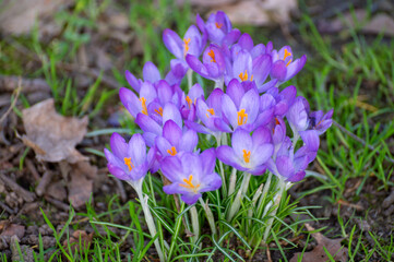 First spring flowers, blossom of purple crocusses