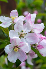 Naklejka na ściany i meble Spring pink blossom of apple trees on fruit orchards in Zeeland, Netherlands