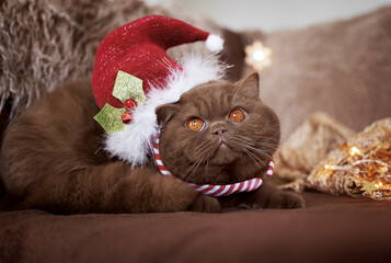 Britisch Kurzhaar Geschwister kuscheln an Weihnachten