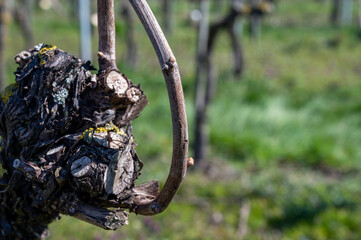 White and rose wine production on Dutch vineyards, rows of grape plants in spring, Zeeland, Netherlands