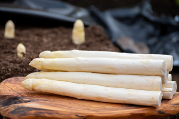 Harvesting on farm field of high quality Dutch white asparagus vegetables, growing asparagus, tasty vegetarian dinner