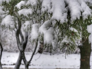 snow covered tree