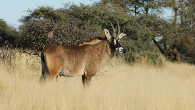 A rare roan antelope (Hippotragus equinus) in grassland, Mokala National Park, South Africa
