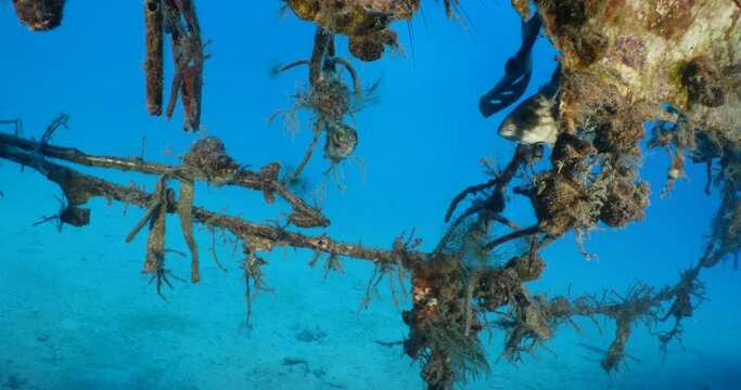grouper fish under the wings of an airplane wreck underwater metal on the ocean floor