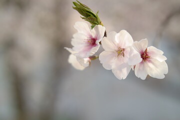 Fototapeta na wymiar Cherry blossom and seeds