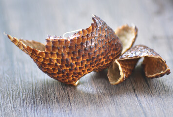 Salak, Snake fruit, Salacca zalacca is a species of palm tree family Arecaceae native to Java and Sumatra in Indonesia