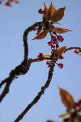 Cherry blossom and seeds