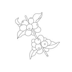 Vector line illustration of coffee tree branch. Coffee plant with beans.