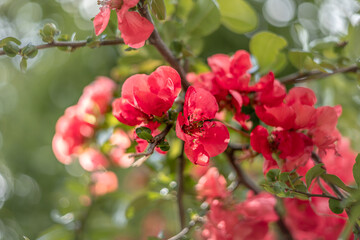 Blooming red Japanese quince as a spring background. 