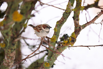 a sparrow is sitting on a branch