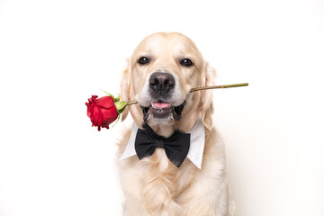 A beautiful dog holds a red rose in his mouth on a white background. Golden retriever for...