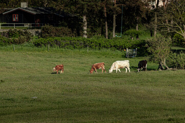 Denmark stock photo with clear skies, greenery and nature