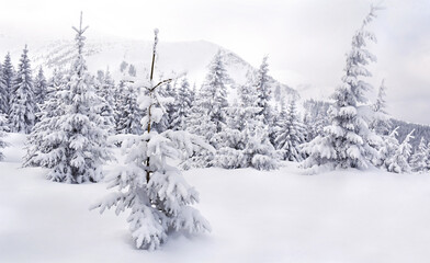 Winter landscape of mountains in snow in fir forest