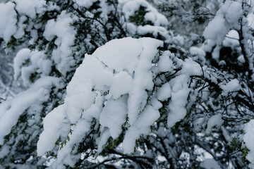 Texas winter snow with snow on juniper tree branch close up in shallow depth of field.