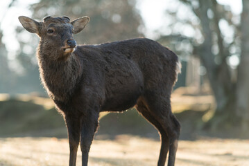 一頭の鹿