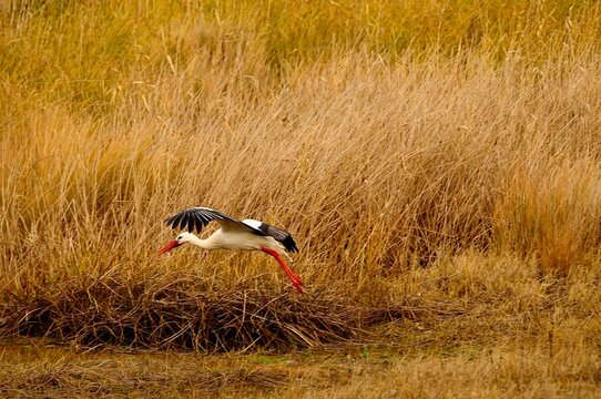 Ciconia ciconia - The white stork is a species of bird in the Ciconiidae family.