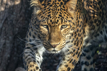 Fototapeta na wymiar chinese panther leopard close up portrait