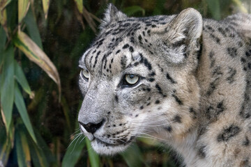 Fototapeta na wymiar Snow leopard close up portrait