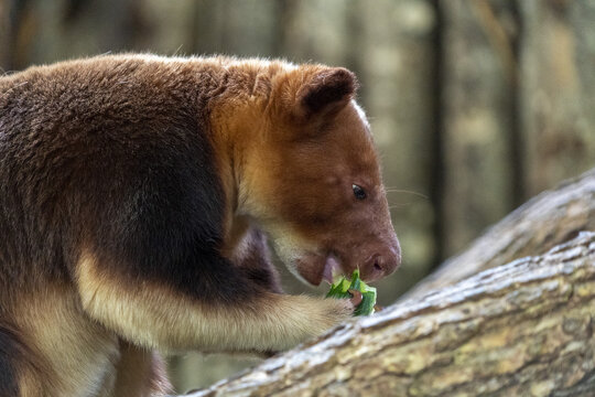 goodfellow tree kangaroo close up