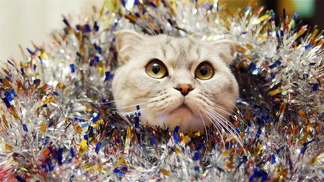 Christmas cat like a Tiger. Cat yawns. Cat is wrapped in tinsel.